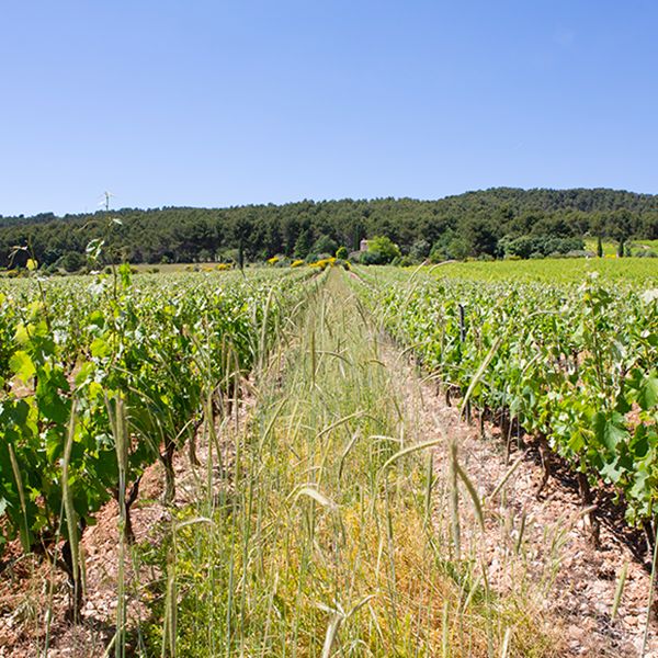 couvert végétal enherbement HVE Domaine Jaume biodiversité