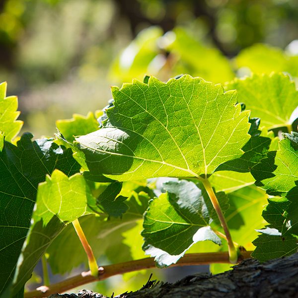 vigne HVE Vinsobres Domaine Jaume