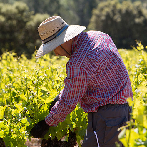 domaine jaume ouvrier 