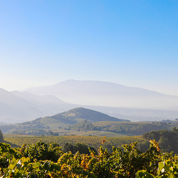 vigne domaine courtois