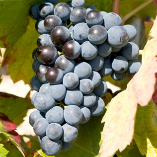 Carignan