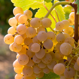 Grenache blanc