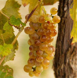 Viognier