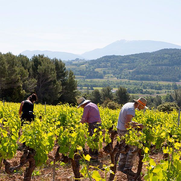 domaine jaume vignoble