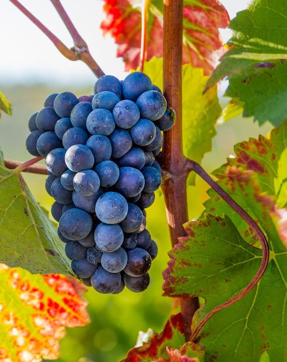 grappe raisins rouges domaine jaume